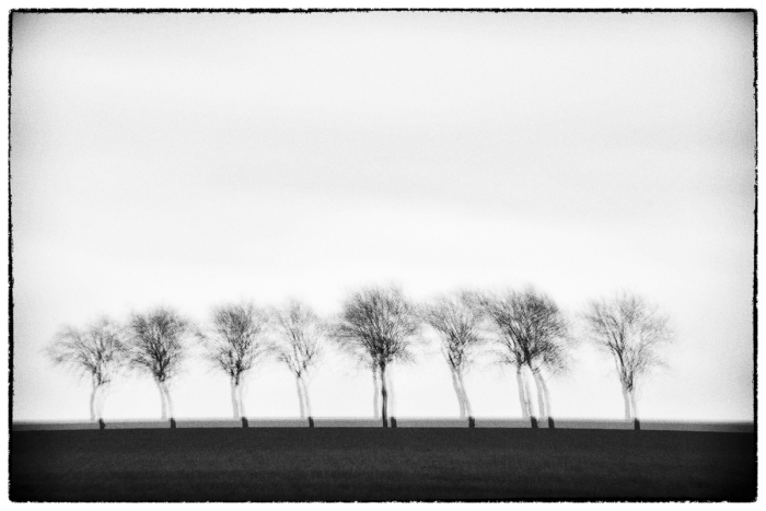Trees II Serie Glitches Photo Sebastien Desnoulez