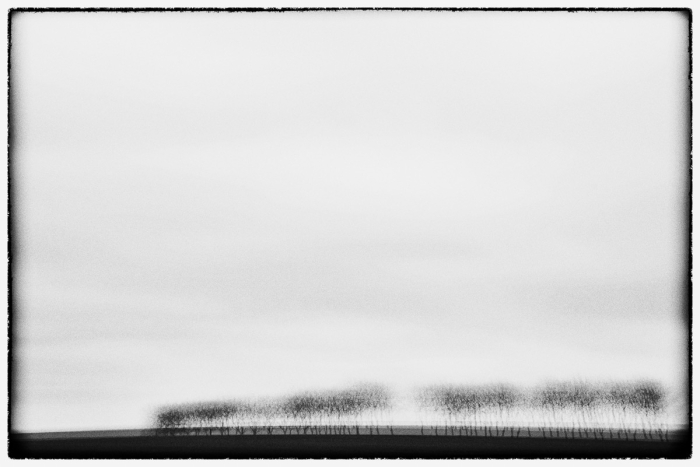 Trees III Serie Glitches Photo Sebastien Desnoulez