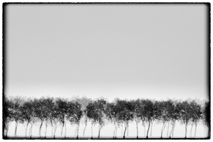 Trees IV Serie Glitches Photo Sebastien Desnoulez