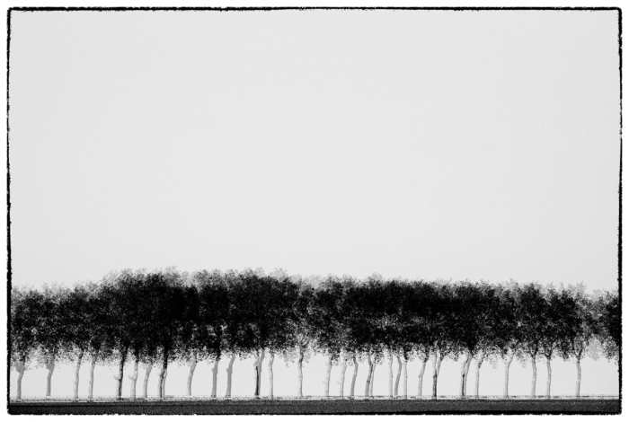 Trees Serie Glitches Photo Sebastien Desnoulez