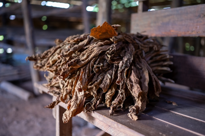 Tabac, Région de Vinales, Cuba - Photo : © Sebastien Desnoulez Photographe Auteur