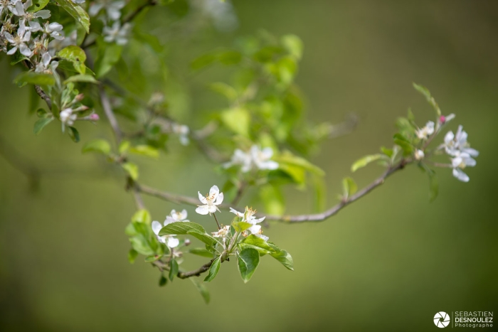 Arbre en fleurs au printemps - Photo : © Sebastien Desnoulez photographe d'ambiances et de paysage