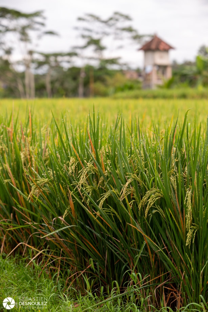 Around Ubud, Bali - Photo : © Sebastien Desnoulez Photographe Auteur