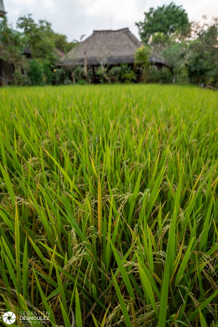 Around Ubud, Bali - Photo : © Sebastien Desnoulez Photographe Auteur