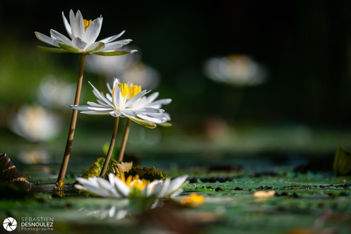 Around Ubud, Bali - Photo : © Sebastien Desnoulez Photographe Auteur