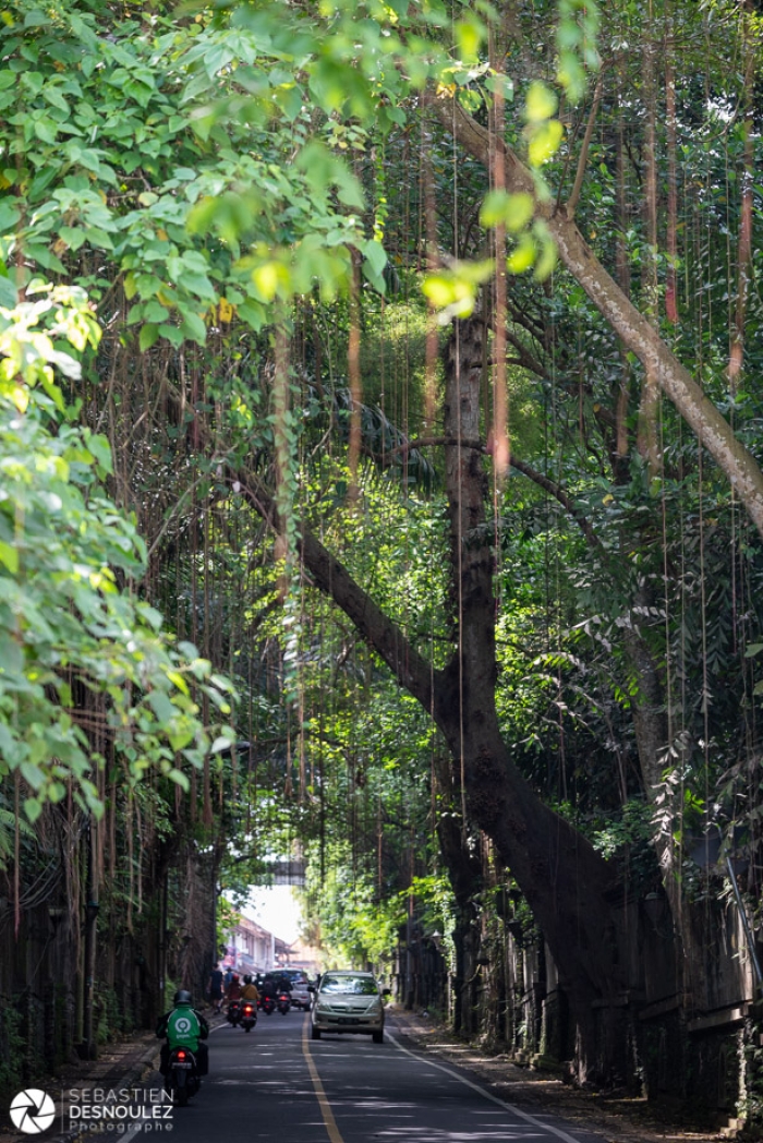 Around Ubud, Bali - Photo : © Sebastien Desnoulez Photographe Auteur