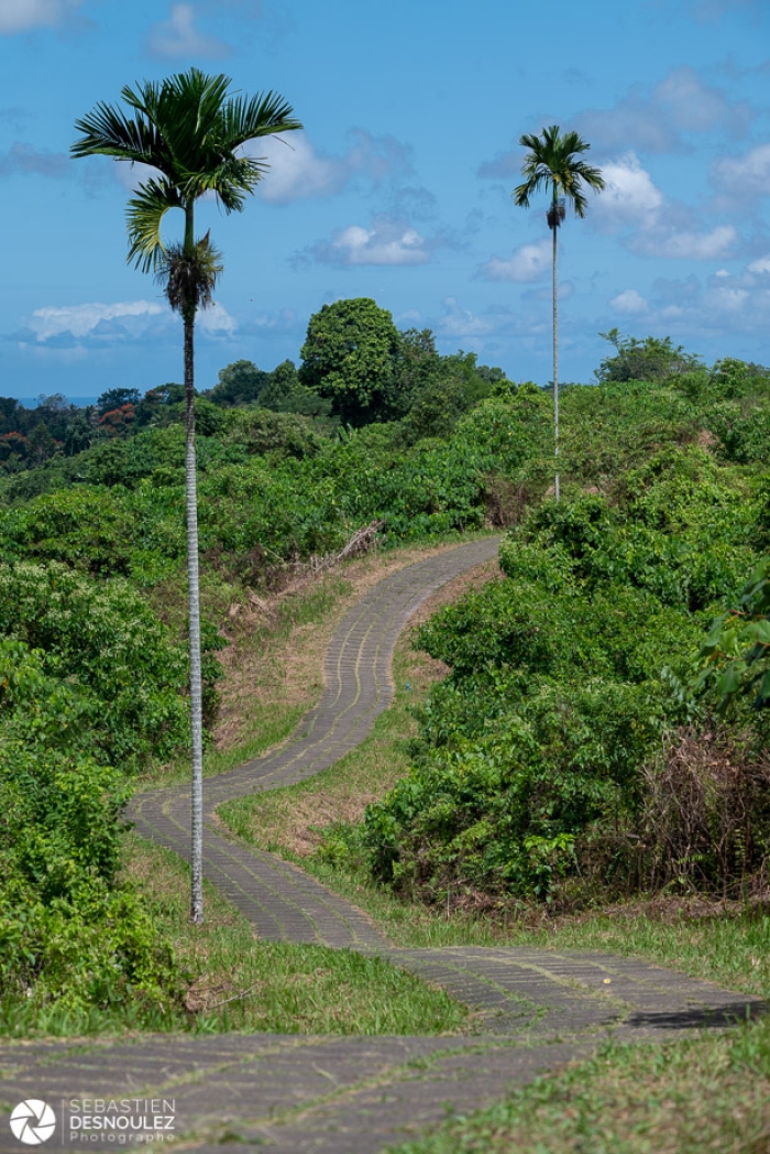 Campuhan ridge walk, Ubud, Bali - Photo : © Sebastien Desnoulez Photographe Auteur