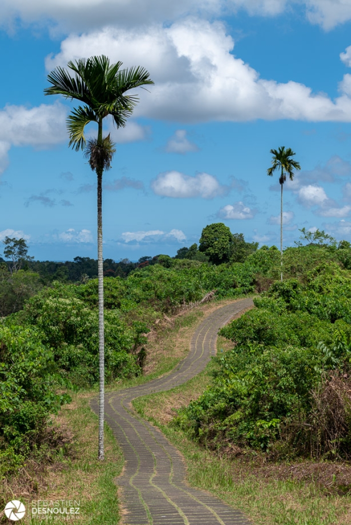 Campuhan ridge walk, Ubud, Bali - Photo : © Sebastien Desnoulez Photographe Auteur