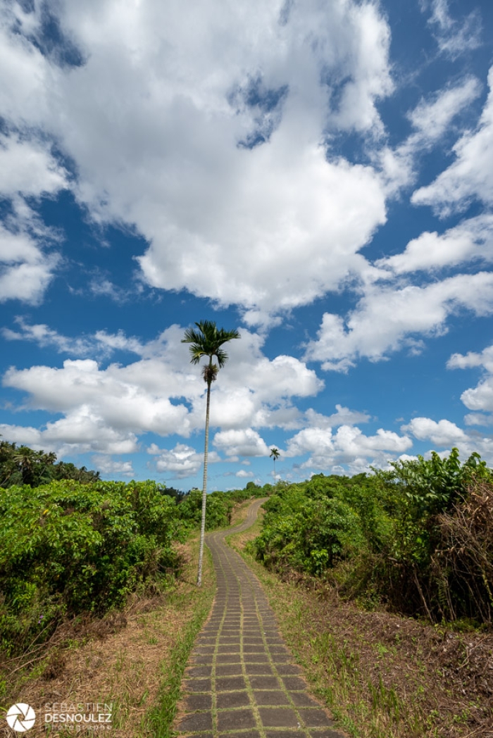 Campuhan ridge walk, Ubud, Bali - Photo : © Sebastien Desnoulez Photographe Auteur