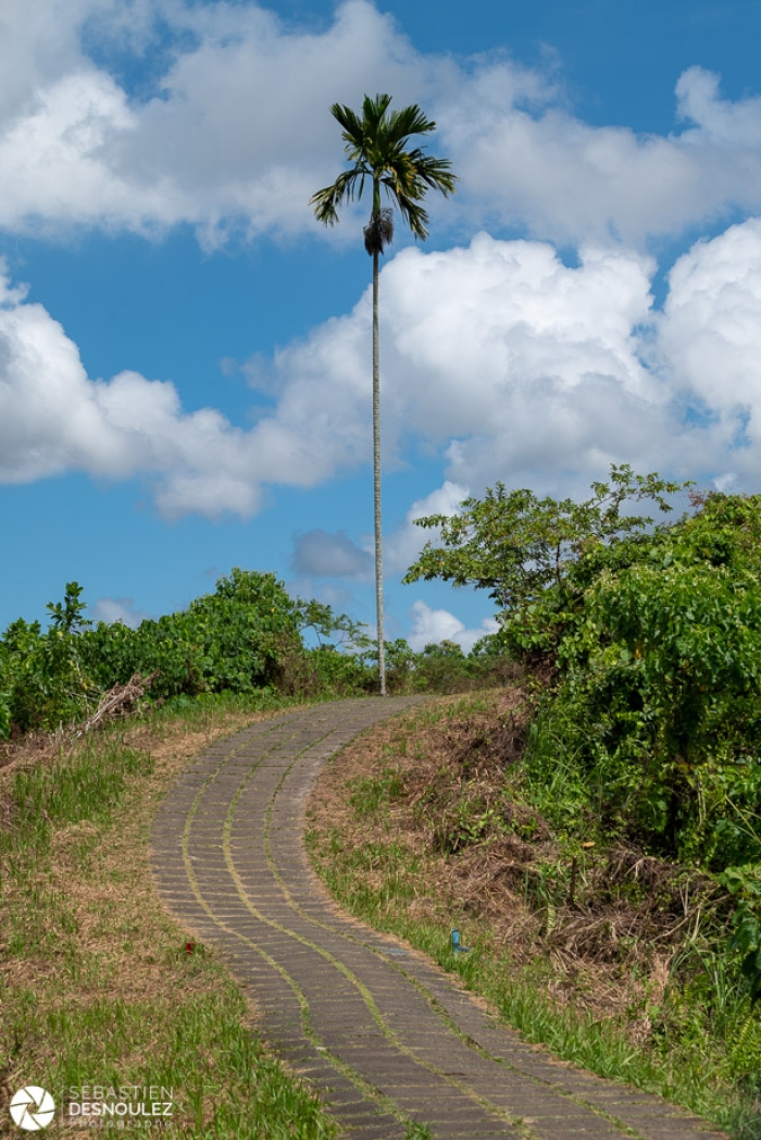 Campuhan ridge walk, Ubud, Bali - Photo : © Sebastien Desnoulez Photographe Auteur