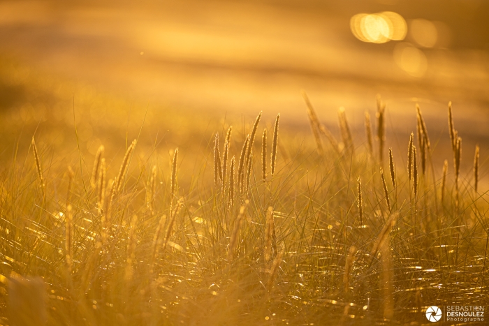 Backlit Grass - Lumières de Bretagne - Photo : © Sebastien Desnoulez photographe d'ambiances et de paysage