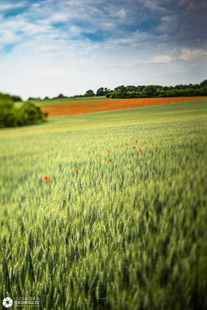 Coquelicots dans un champ de blé - Photo : Sebastien Desnoulez photographe d'ambiances et de paysage