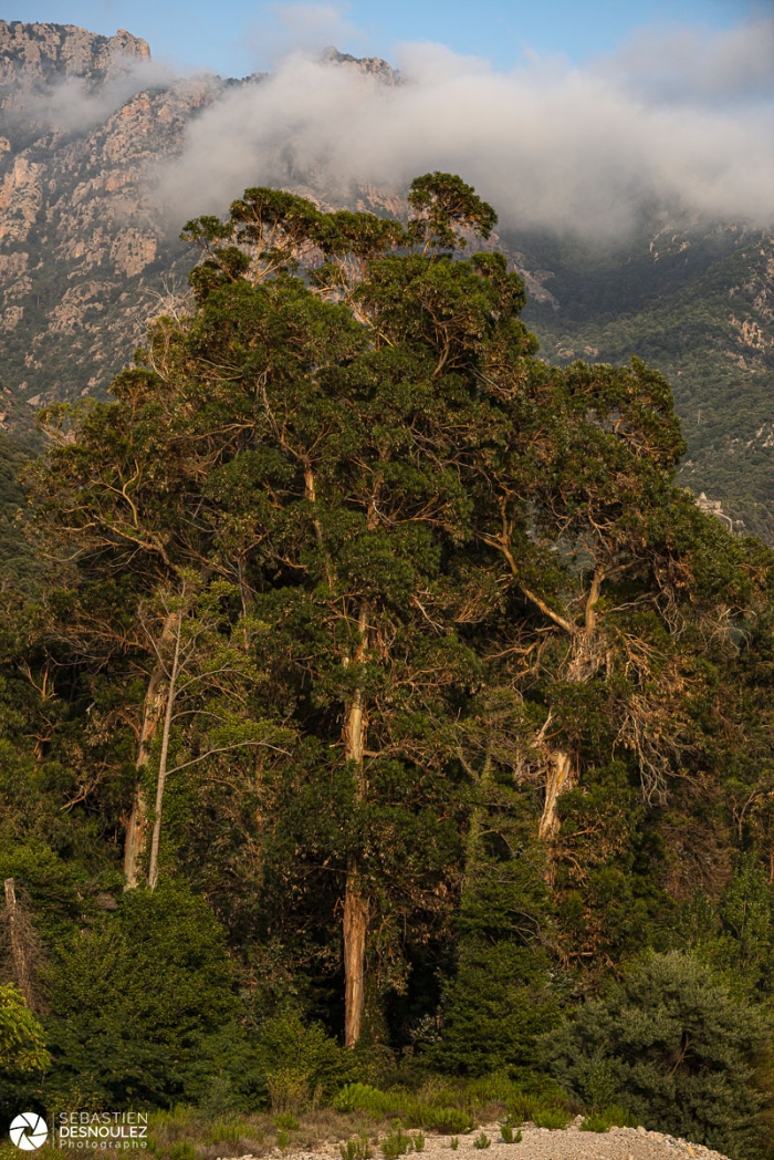 Eucalyptus, Calanques de Piana, Corse - Photo : © Sebastien Desnoulez photographe d'ambiances et de paysage