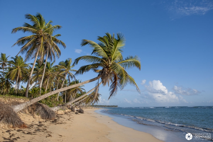 Côte Des Cocotiers, Punta Cana, République Dominicaine   Photo : © Sebastien Desnoulez Photographe Paysagiste