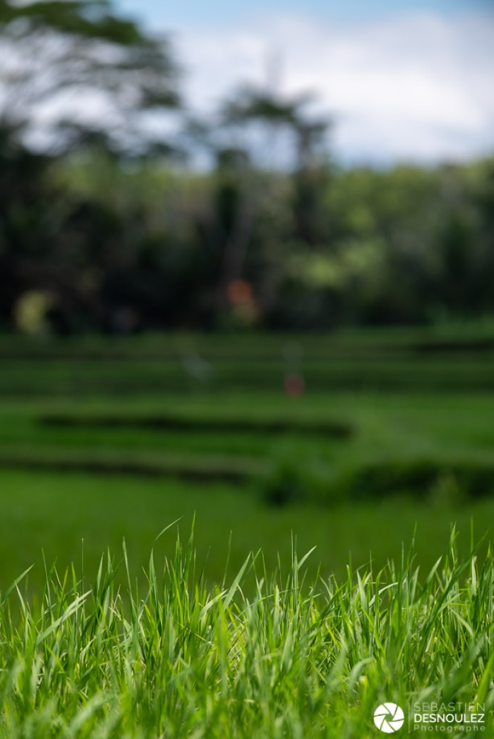 Dans Les Rizières Autour D'Ubud, Bali   Photo : © Sebastien Desnoulez Photographe Auteur