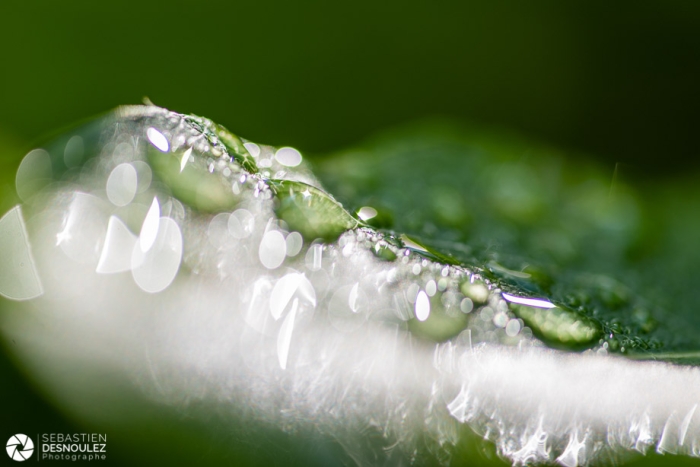 Gouttes d'eau en contre-jour en macro photographie - Photo : © Sebastien Desnoulez photographe d'ambiances et d'architecture