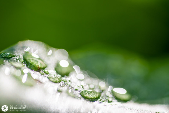 Gouttes d'eau en contre-jour en macro photographie - Photo : © Sebastien Desnoulez photographe d'ambiances et d'architecture