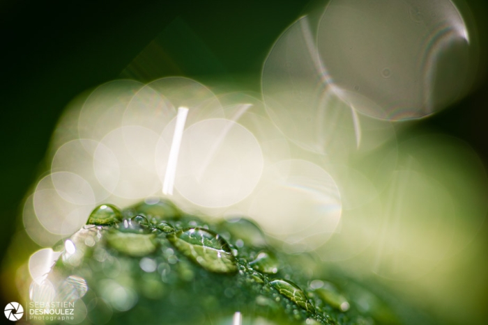 Gouttes d'eau en contre-jour en macro photographie - Photo : © Sebastien Desnoulez photographe d'ambiances et d'architecture