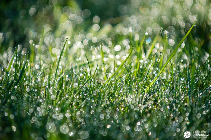 Grass and Dew - Lumières de Bretagne - Photo : © Sebastien Desnoulez photographe d'ambiances et de paysage