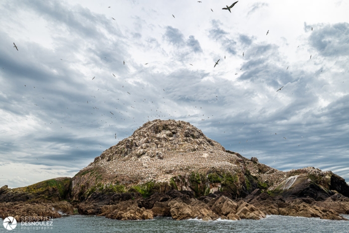 L'île des Fous de Bassan, Côtes d'Armor - Photo : © Sebastien Desnoulez