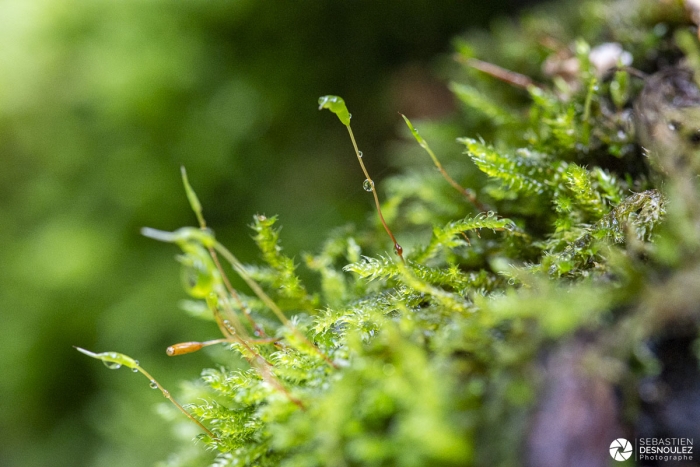 Mini écosystème après la pluie - Photo : © Sebastien Desnoulez photographe d'ambiances et de nature