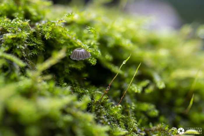Mini écosystème après la pluie - Photo : © Sebastien Desnoulez photographe d'ambiances et de nature
