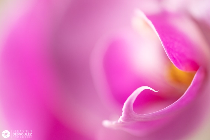 Orchidee En Macro Photographie Photo Sebastien Desnoulez Photographe D Ambiances