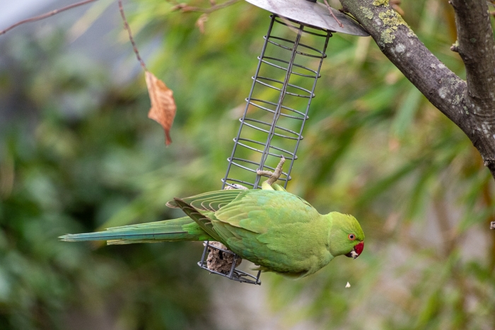Perruche à collier (Psittacula krameri) en Ile de France - Photo : © Sebastien Desnoulez Photographe Auteur