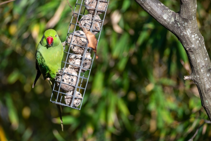 Perruche à collier (Psittacula krameri) en Ile de France - Photo : © Sebastien Desnoulez Photographe Auteur