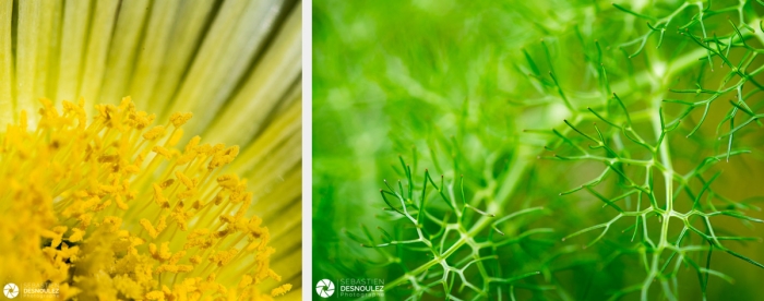 Photos De Pistils De Fleur De Carpobrotus Jaune Et Feuillage Photographiés En Macrophotographie Par Sebastien Desnoulez