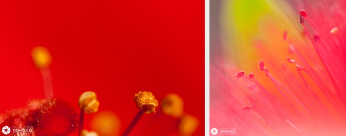 Photos De Pistils De Fleurs D Hibiscus Et De Callistemon Photographiés En Macro Photographie Par Sebastien Desnoulez