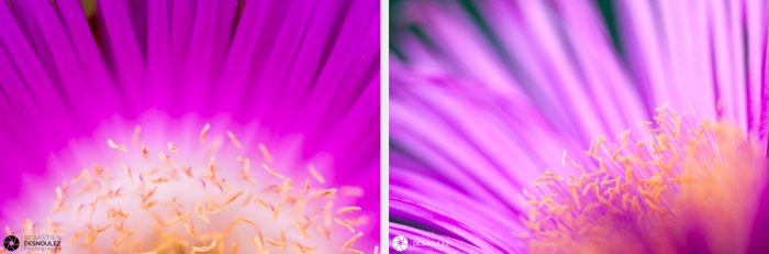 Photos De Pistils De Fleurs De Carpobrotus Photographiés En Macro Par Sebastien Desnoulez