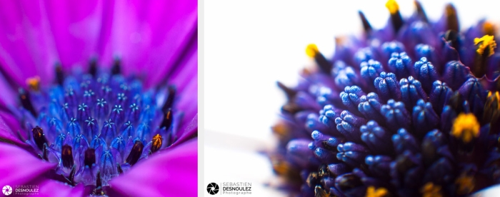 Photos De Pistils De Fleurs De Marguerites Du Cap Photographiés En Macro Par Sebastien Desnoulez