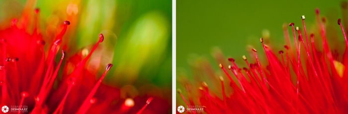 Pistils De Fleur De Callistemon Photographiés En Macro   Photos : © Sebastien Desnoulez