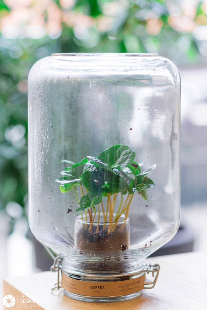 Reportage Photo Ambiance Décoration Cabinet Avocat À Paris   Plante Verte En Bocal Par Sebastien Desnoulez Photographe