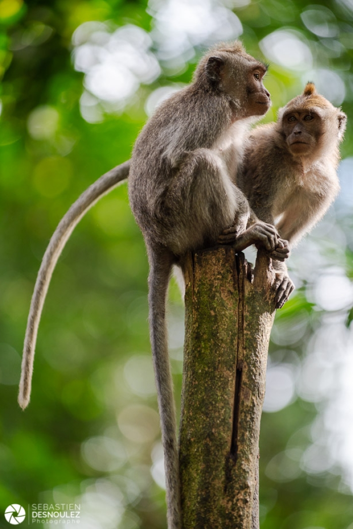 Ubud Monkey Forest, Bali - Photo : © Sebastien Desnoulez Photographe auteur