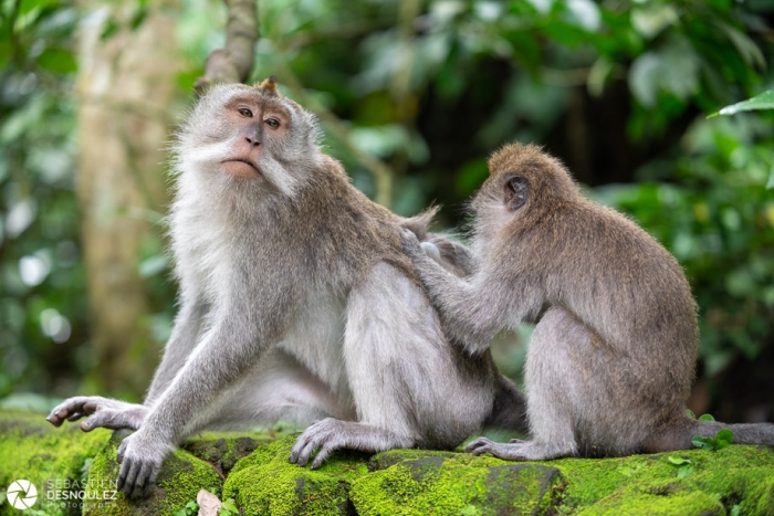 Ubud Monkey Forest, Bali - Photo : © Sebastien Desnoulez Photographe auteur