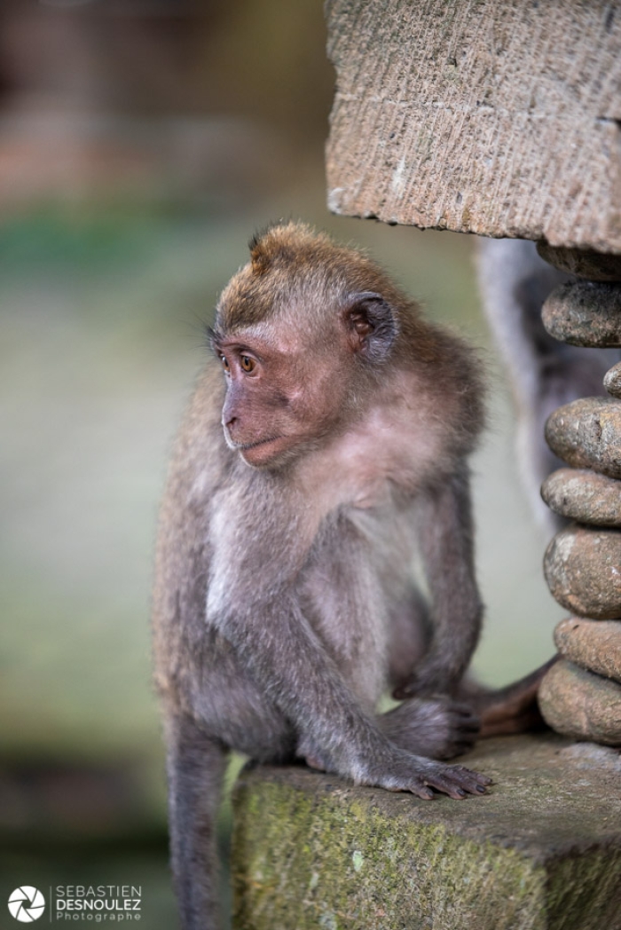 Ubud Monkey Forest, Bali - Photo : © Sebastien Desnoulez Photographe auteur