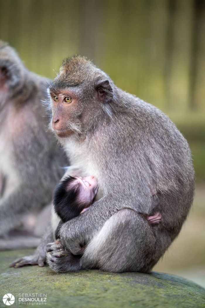 Ubud Monkey Forest, Bali - Photo : © Sebastien Desnoulez Photographe auteur