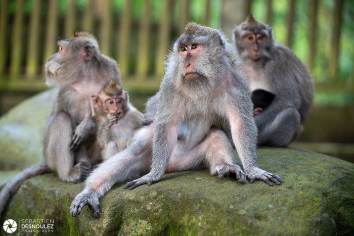Ubud Monkey Forest, Bali - Photo : © Sebastien Desnoulez Photographe auteur