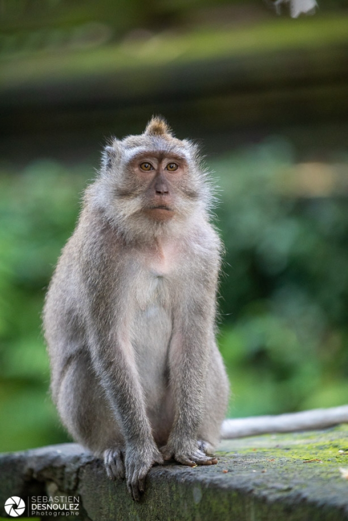 Ubud Monkey Forest, Bali - Photo : © Sebastien Desnoulez Photographe auteur