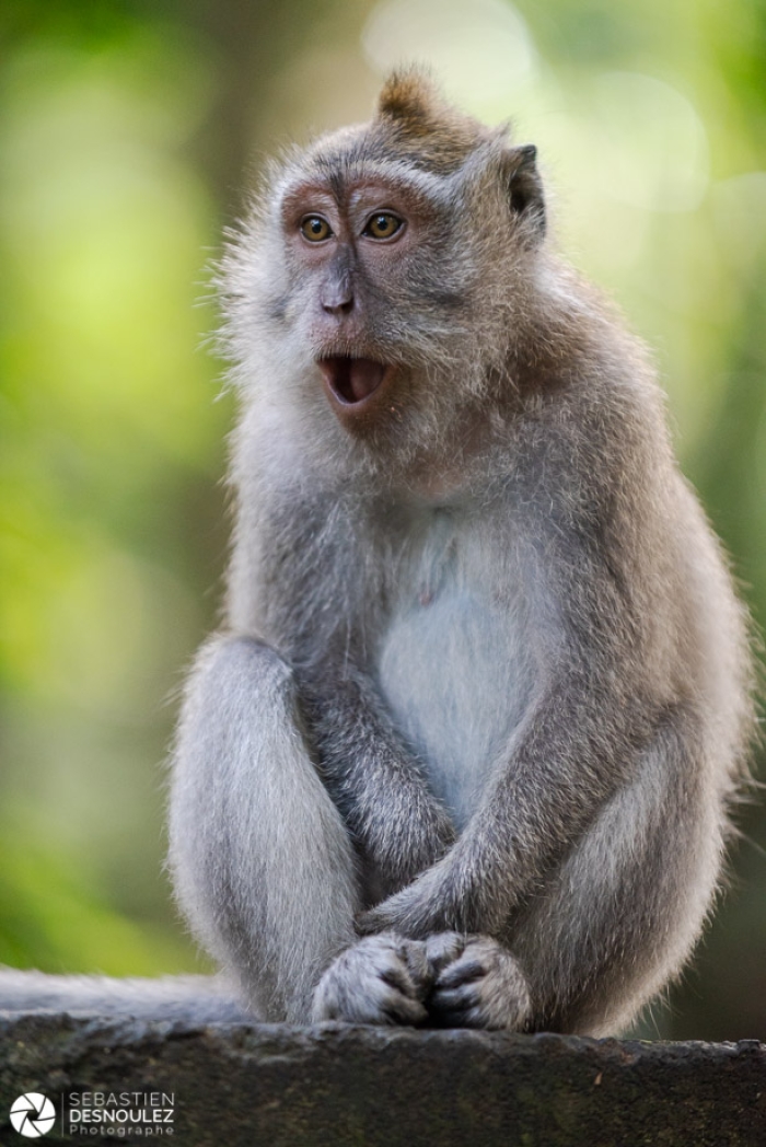 Ubud Monkey Forest, Bali - Photo : © Sebastien Desnoulez Photographe auteur