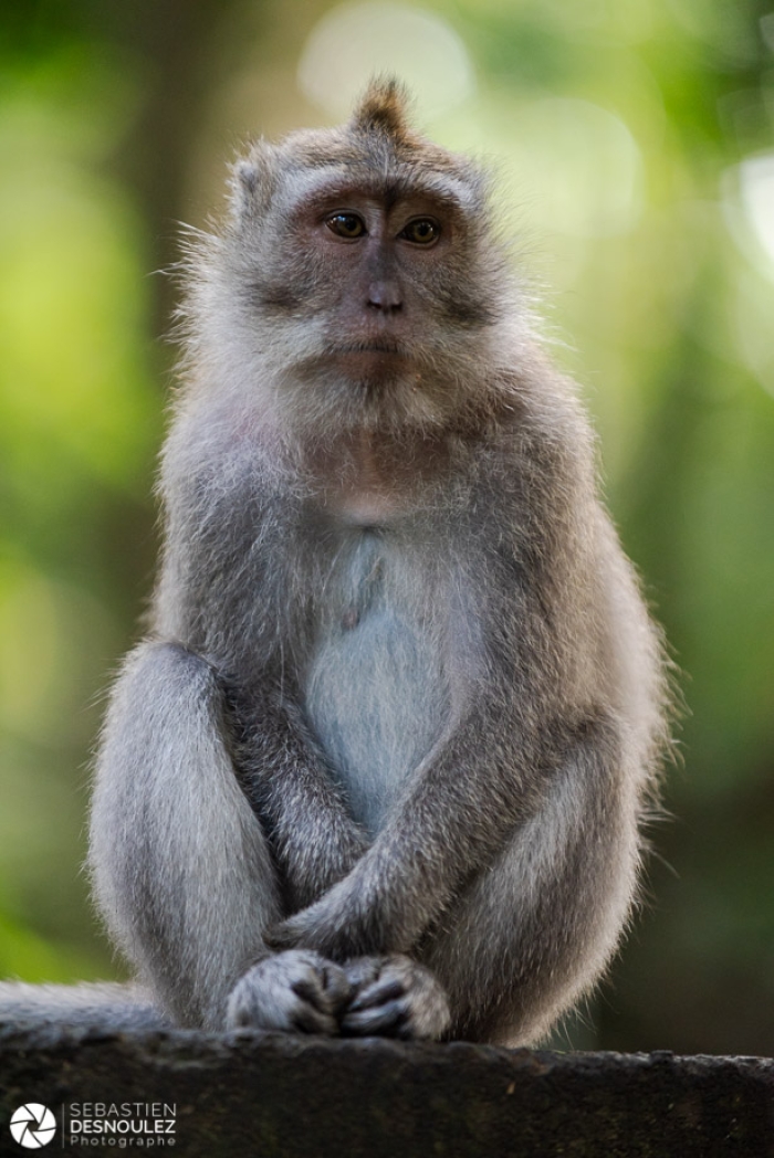 Ubud Monkey Forest, Bali - Photo : © Sebastien Desnoulez Photographe auteur