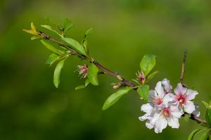 Branche d’amandier en fleurs au printemps - Photo : © Sebastien Desnoulez photographe d'ambiances et de paysage