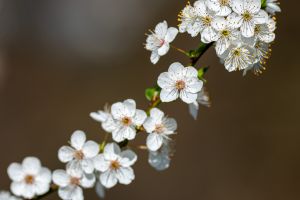 Branche fleurie au printemps - Photo : © Sebastien Desnoulez photographe d'ambiances et de paysage