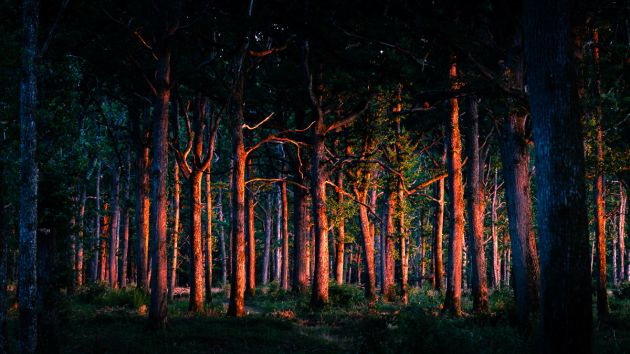 foret en feu au coucher du soleil photo Sebastien Desnoulez phot