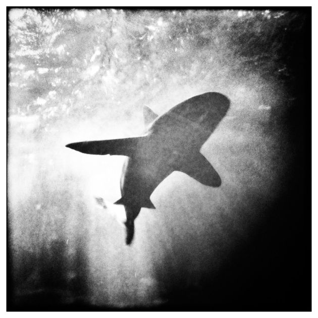Requin 2 iPhone 3GS Photo Sebastien Desnoulez