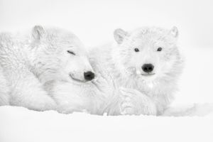 Arctic Emotion - Photo : © Kyriakos Kaziras