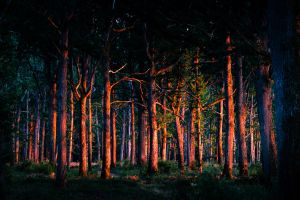 foret en feu au coucher du soleil photo Sebastien Desnoulez phot