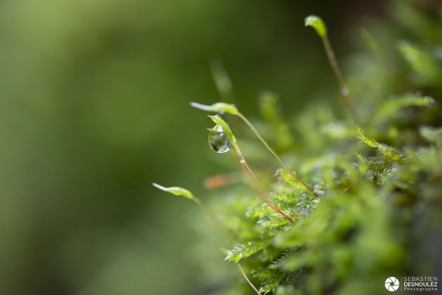 Mini écosystème après la pluie - Photo : © Sebastien Desnoulez photographe d'ambiances et de nature